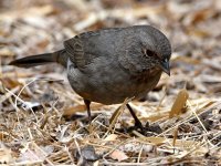 Towhee4.jpg