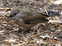 Towhee3.jpg