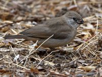 Towhee5.jpg