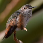 Hummer6.jpg