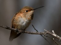 Hummer14.jpg