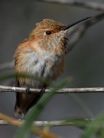 Hummer20.jpg