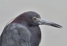 _ROY7135.JPG