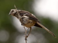 Mockingbird.jpg