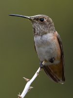 Hummer5.jpg