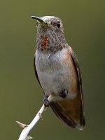 Hummer6.jpg