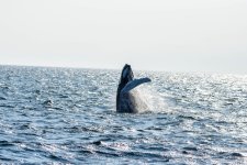 DSC_8237.jpg