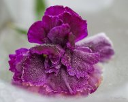 DSC_4858.jpg