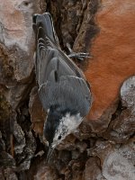 Nuthatch4.jpg