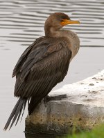 Cormorant5.jpg