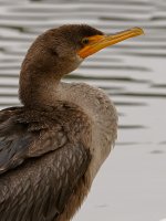 Cormorant7.jpg