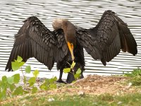 Cormorant11.jpg