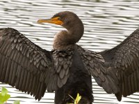 Cormorant10.jpg