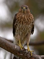 CoopersHawk2.jpg