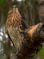 CoopersHawk8.jpg