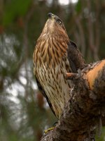 CoopersHawk9.jpg