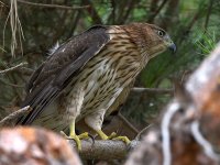CoopersHawk11.jpg