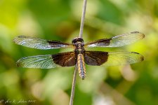 20180826-_LRL2527.jpg