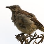Mockingbird2.jpg