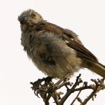 Mockingbird3.jpg