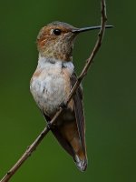Hummer18.jpg