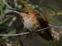 Hummer20.jpg