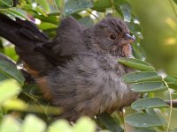 Towhee2.jpg