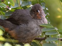Towhee3.jpg