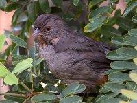 Towhee4.jpg