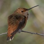 Hummer16.jpg