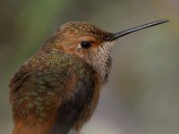 Hummer17.jpg