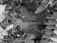 TowheeBW.jpg