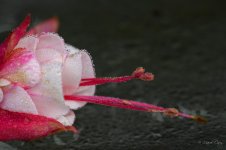 DSC_5075.jpg