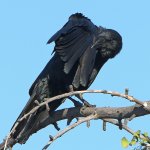 Crow.jpg