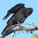 Crow2.jpg