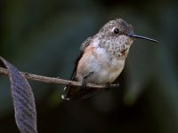 Hummer3.jpg