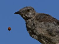 Mockingbird6.jpg