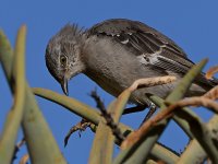Mockingbird8.jpg