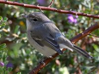 Vireo.jpg