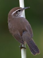 Wren2.jpg