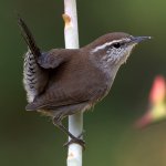 Wren4.jpg