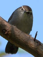 Wren6.jpg