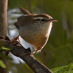 Wren7.jpg