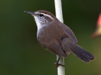 Wren.jpg