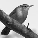 WrenBW.jpg