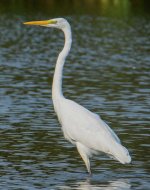 DSC_8250.jpg