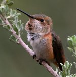 Hummer10.jpg
