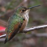 Hummer19.jpg