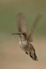 8-31-18-cr__D7K9742.jpg