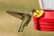 8-31-18-cr__D7K9744.jpg